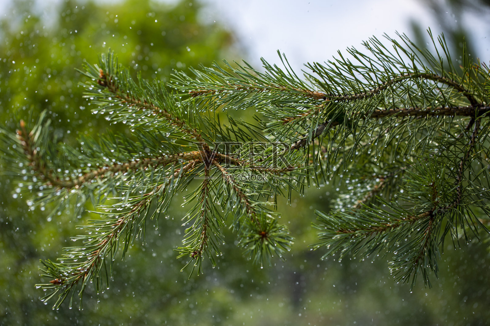 松针上的树枝在洒水的背景下照片摄影图片