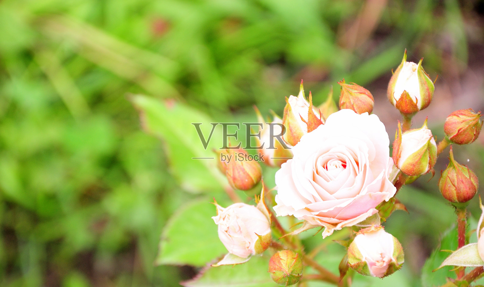 一丛开着一个花蕾的白玫瑰和几个特写镜头。照片摄影图片