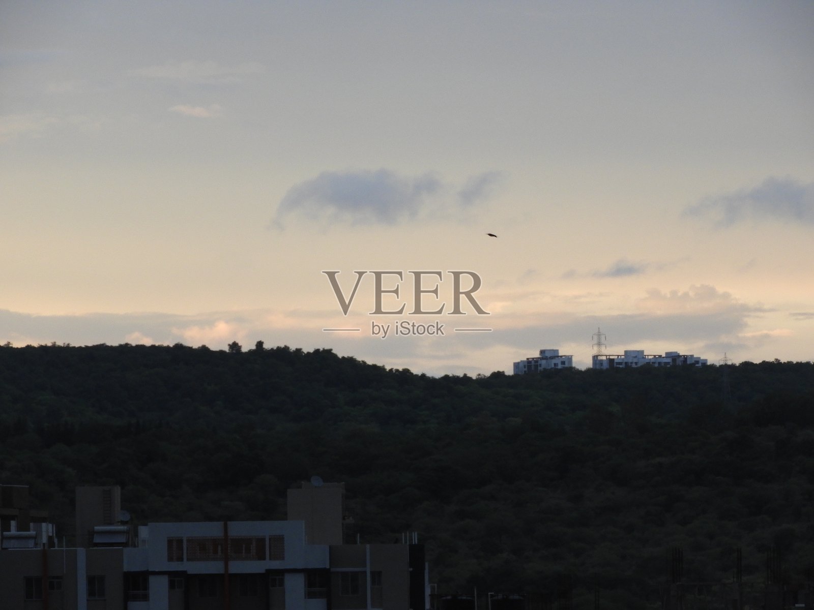 山鸟类照片摄影图片