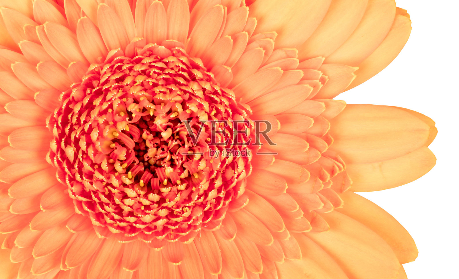 非洲菊花孤立在白色背景，橙色照片摄影图片