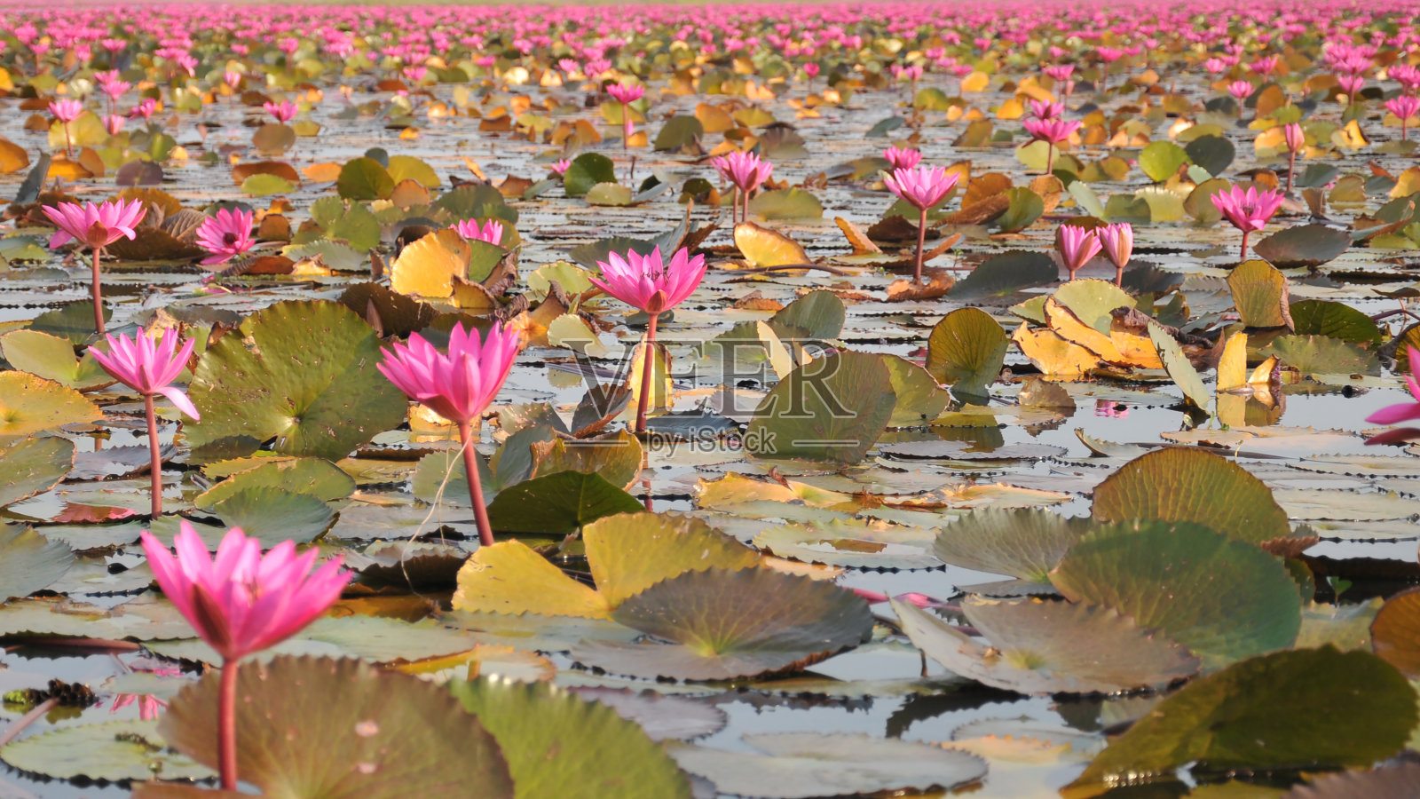 近距离的花朵粉红莲花照片摄影图片