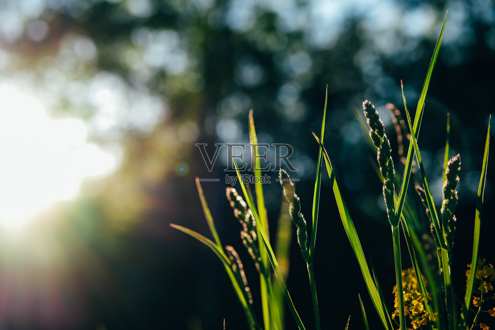 日落时的草地。有选择性的重点。照片摄影图片