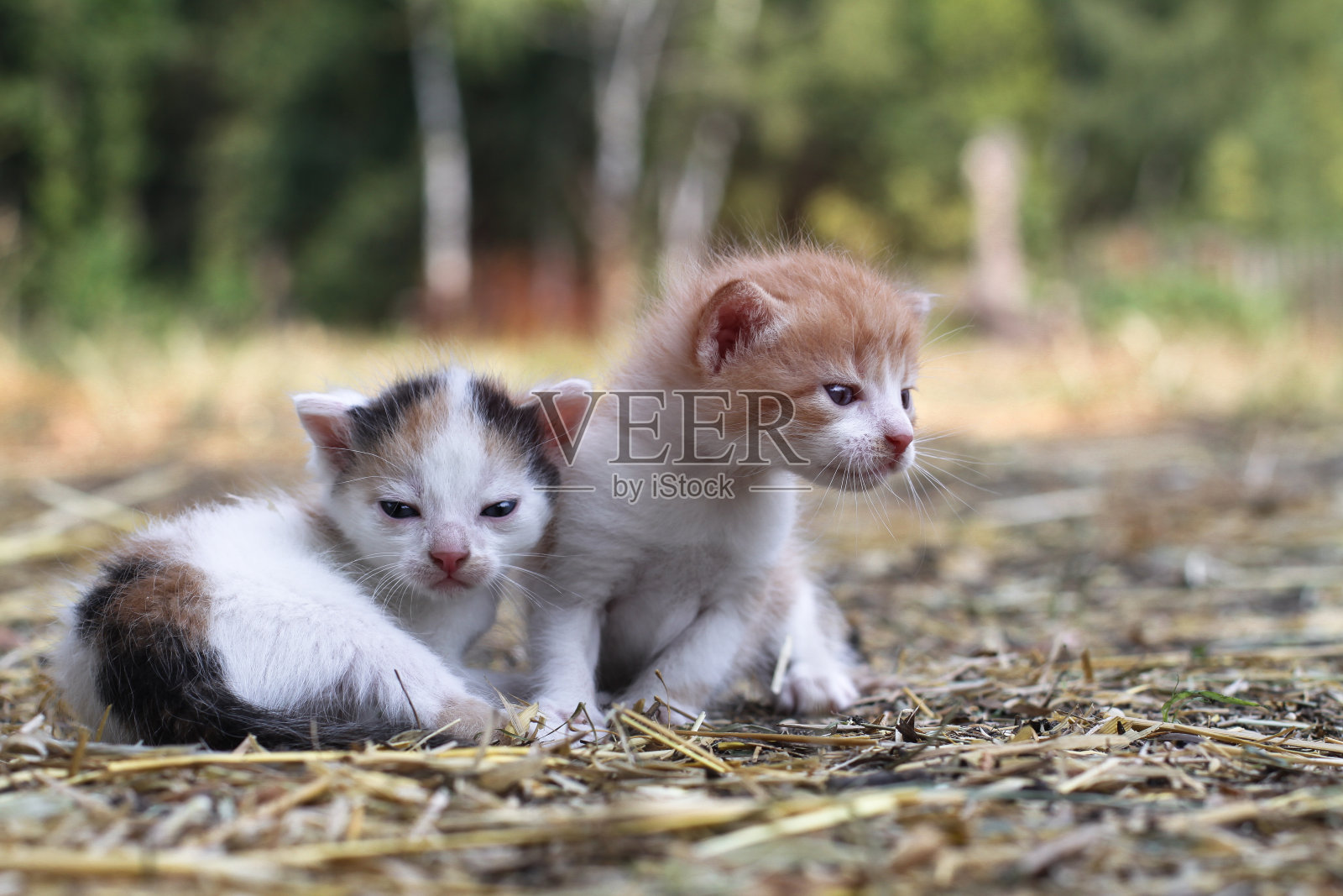 新生的猫在大自然中玩耍。小猫咪第一次在大自然中没有妈妈。美丽的股票背景设计。照片摄影图片