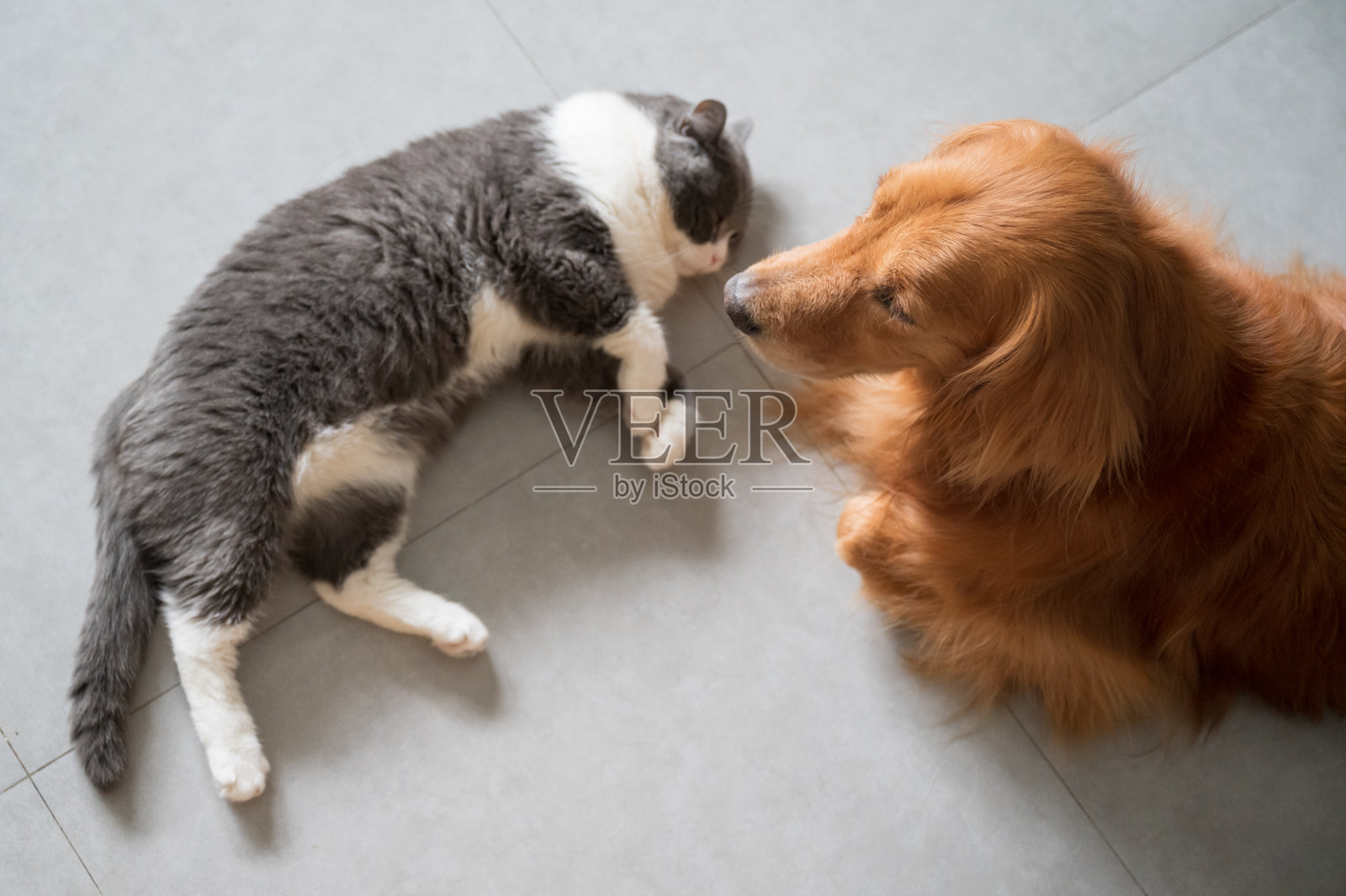 英国短毛犬和金毛猎犬照片摄影图片