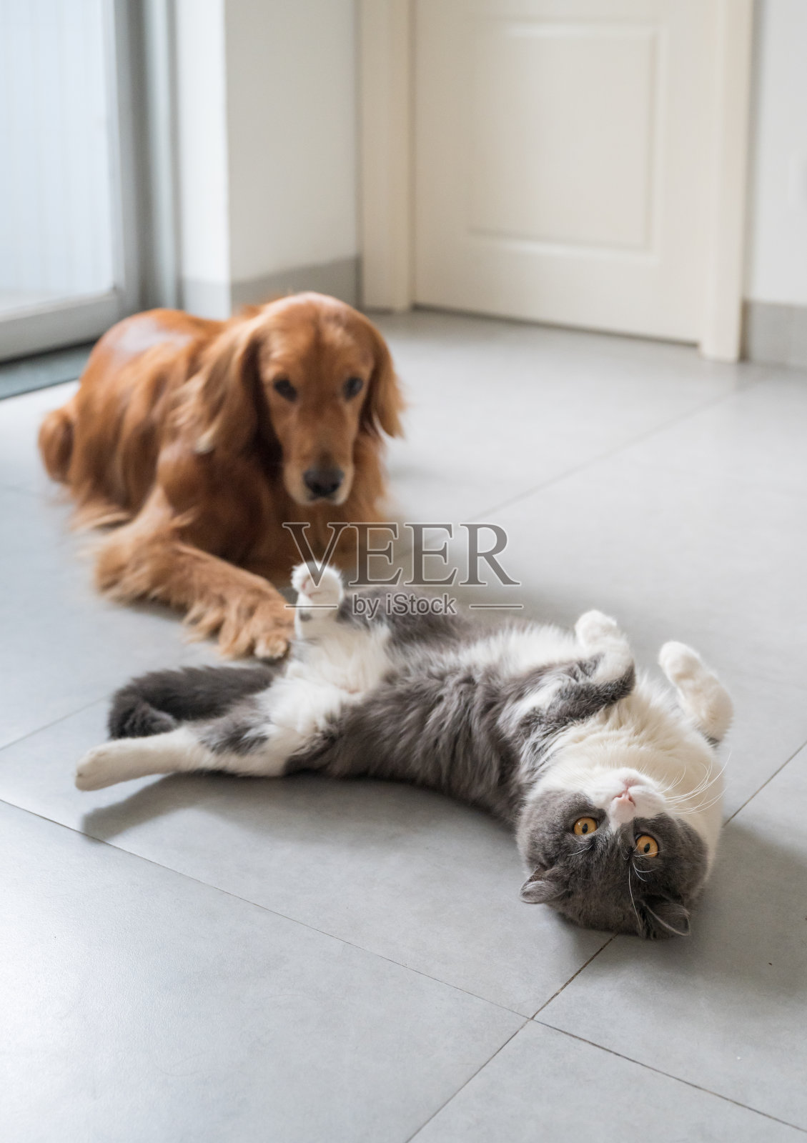 英国短毛犬和金毛猎犬照片摄影图片