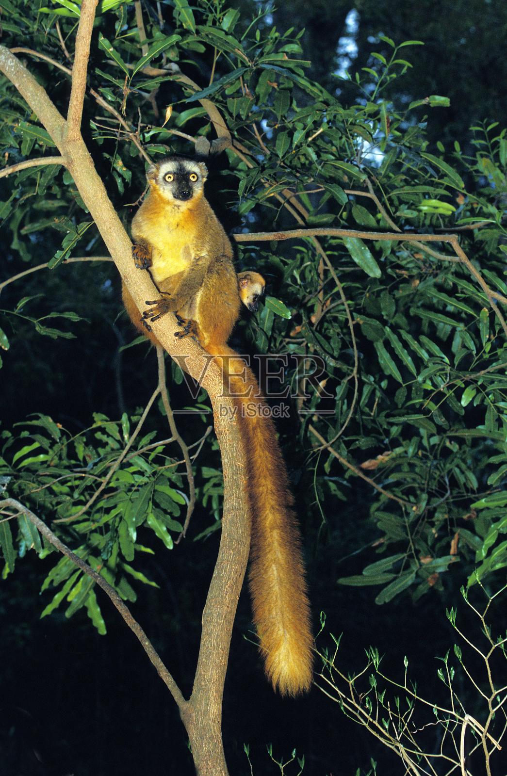 棕色狐猴，黄狐猴，背靠婴儿的母亲照片摄影图片