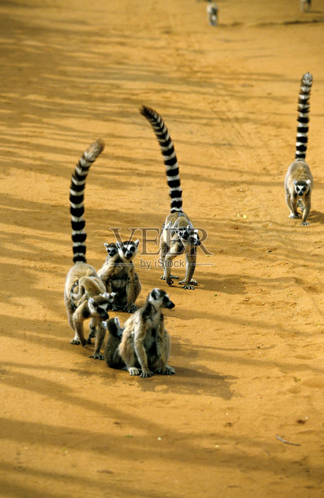 环尾狐猴，狐猴猫，背上有幼崽的母亲，在马达加斯加的Berenty保护区照片摄影图片