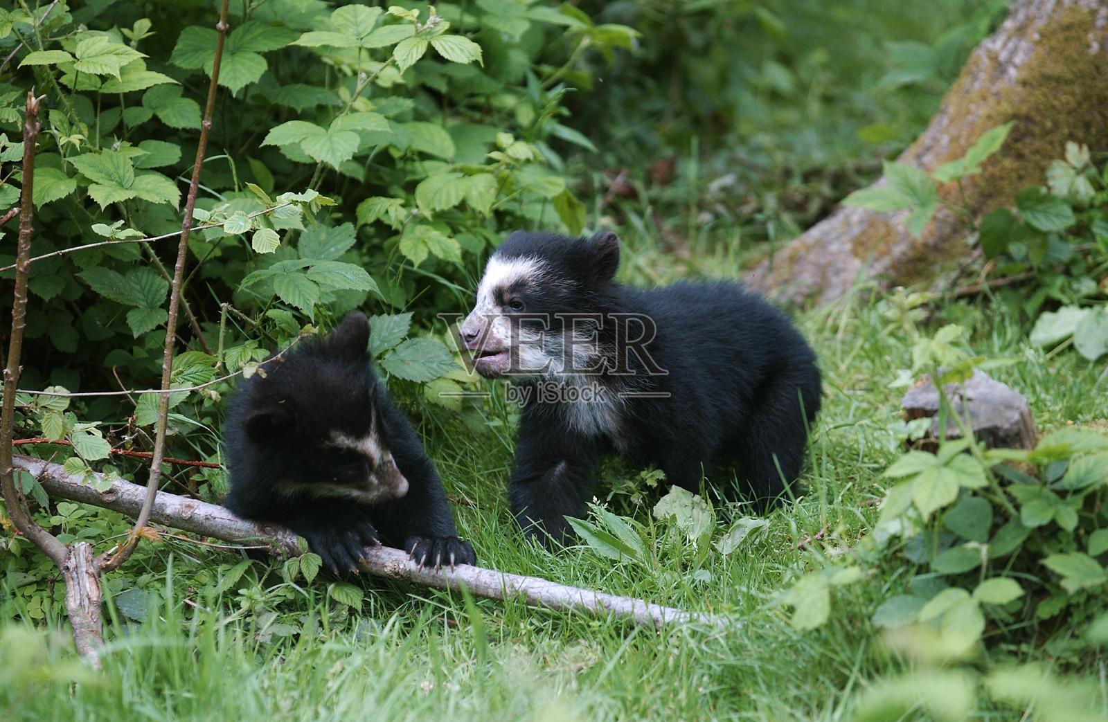 眼镜熊，装饰物，幼仔照片摄影图片