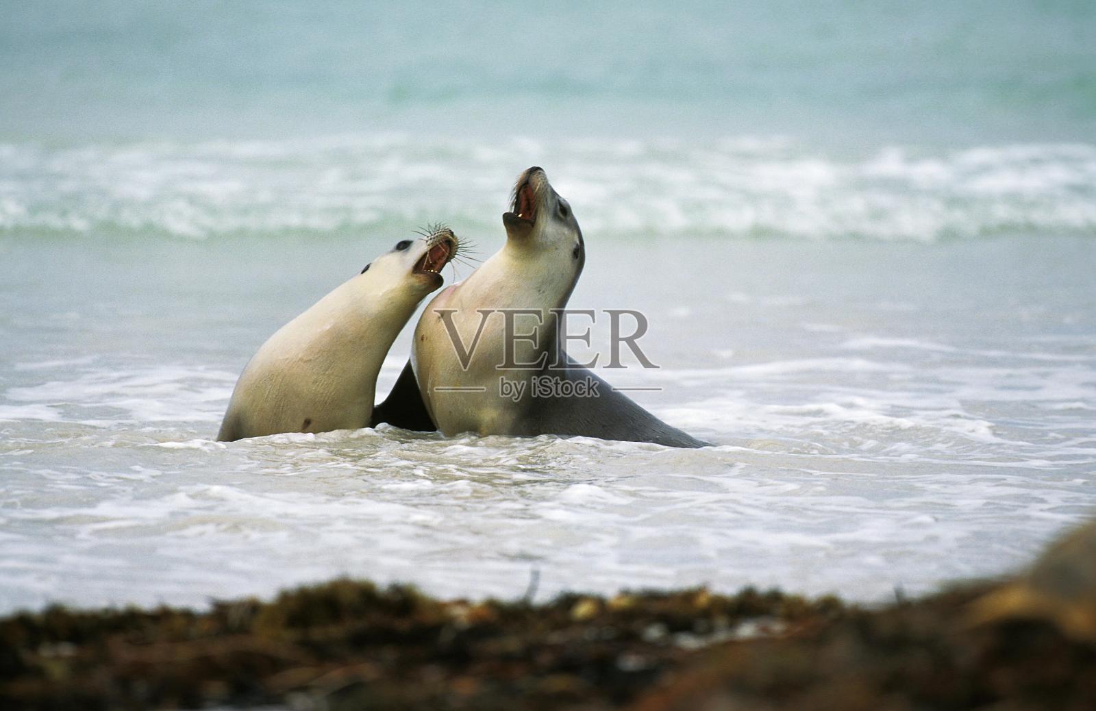 澳大利亚海狮，neophoca cinerea，雌站在水中，澳大利亚照片摄影图片