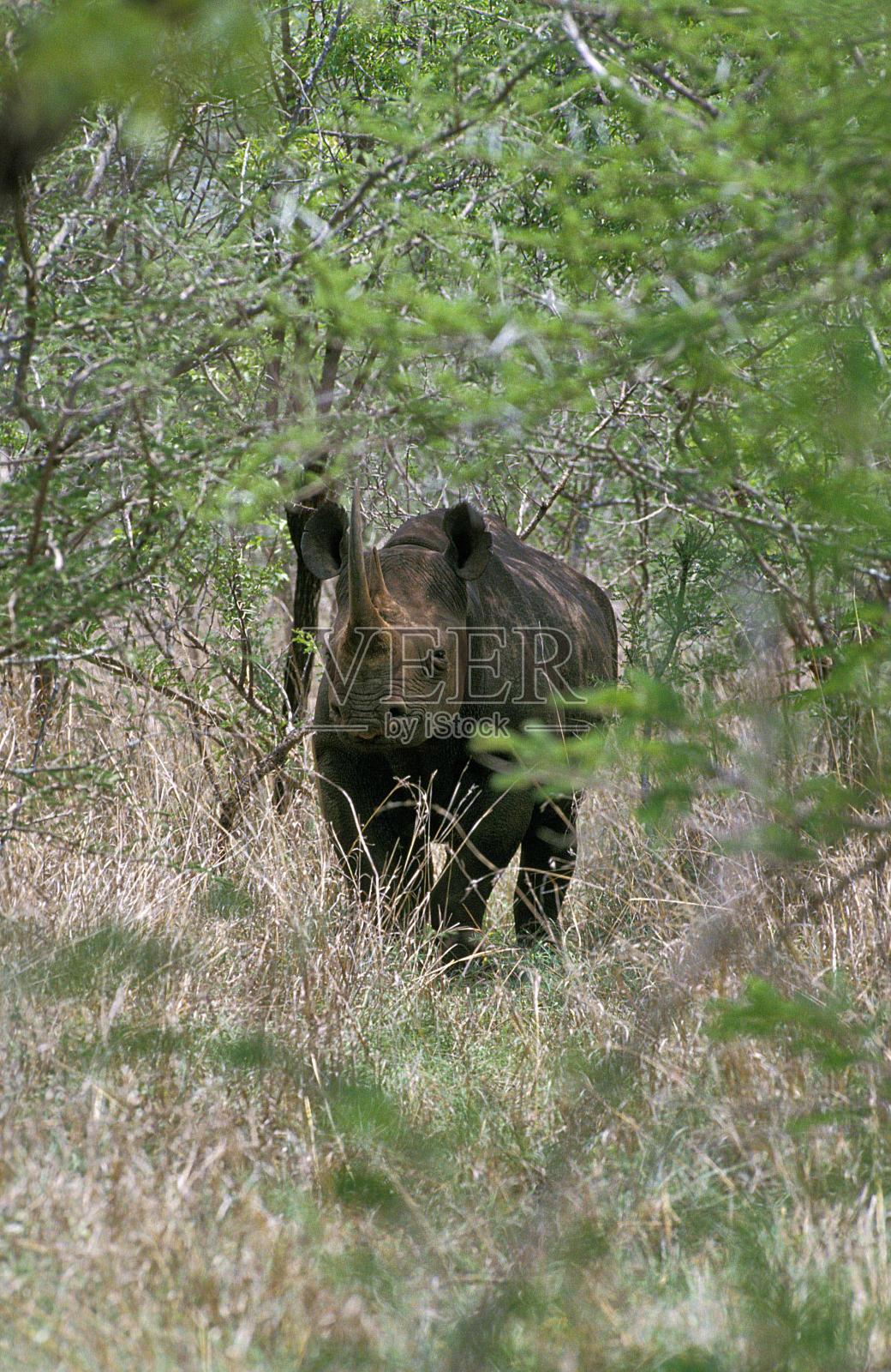 黑犀牛，双角犀牛，成人站在布什，纳库鲁公园在肯尼亚照片摄影图片