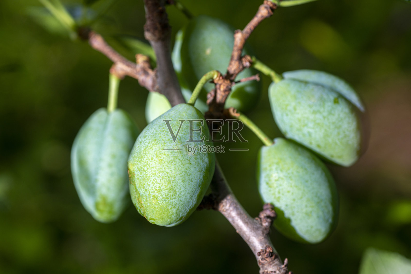 美味的李子在树枝上树的背景。照片摄影图片