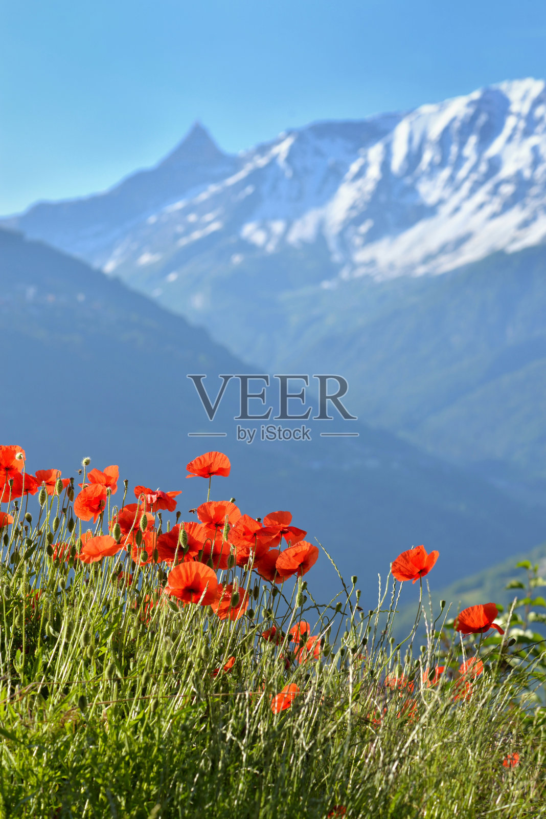 美丽的红色罂粟花盛开在草地雪山背景下的蓝天照片摄影图片