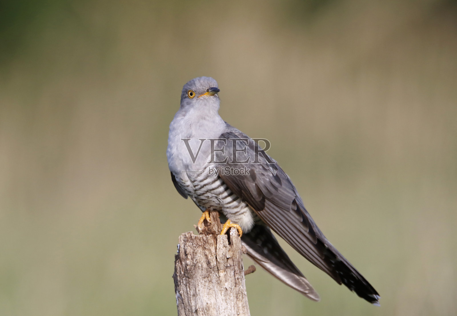 男性杜鹃照片摄影图片