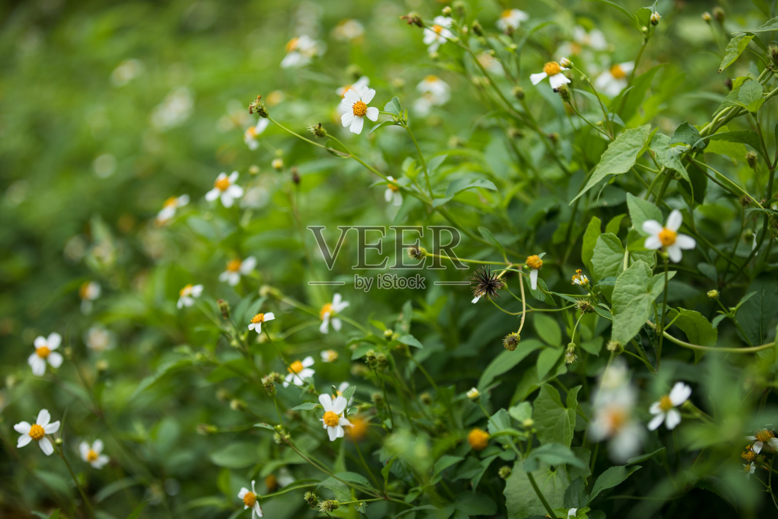 鬼针草花盛开在夏天照片摄影图片