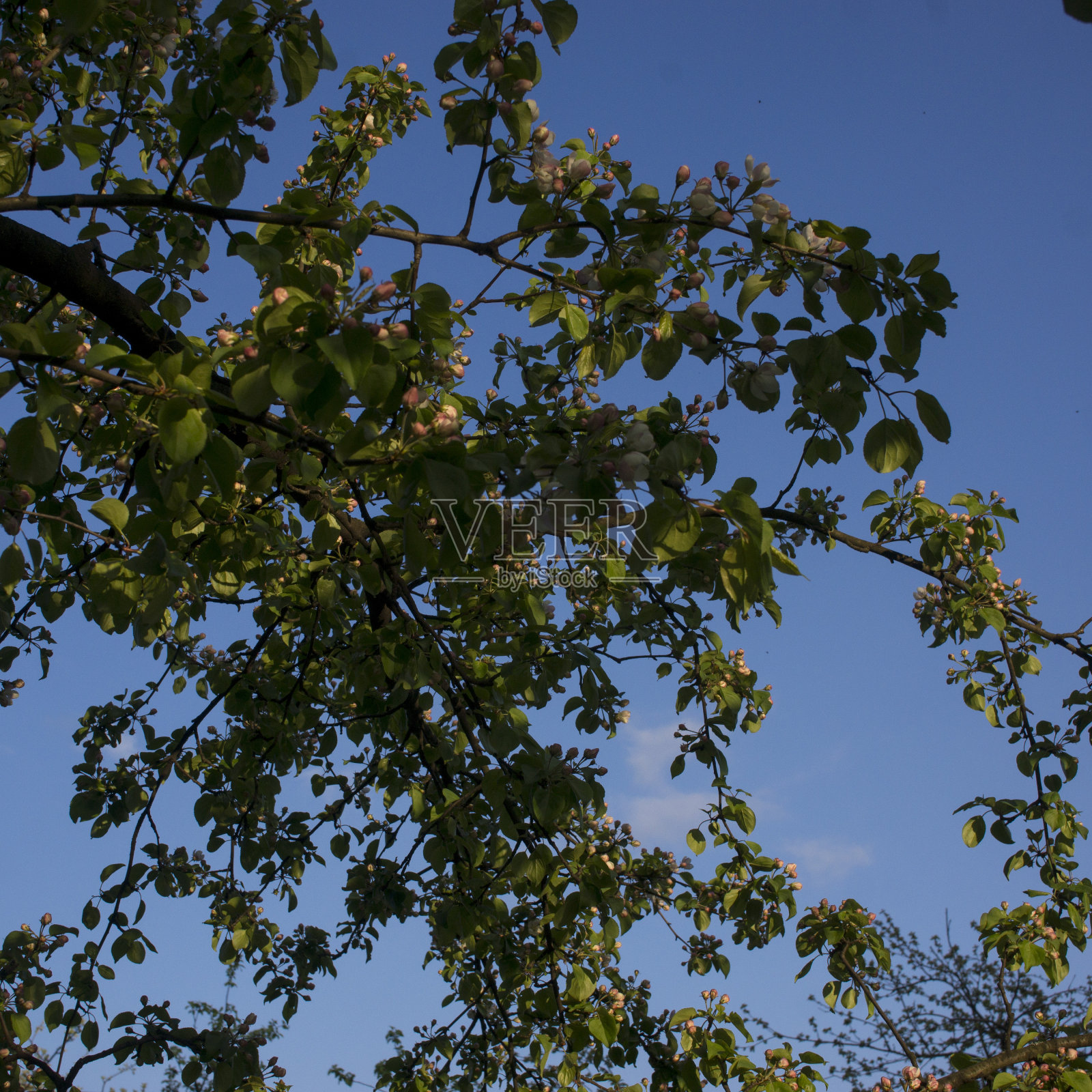 苹果树花。花冠植物结籽的部分，由生殖器官组成，通常被花瓣上色彩鲜艳的花冠包围照片摄影图片