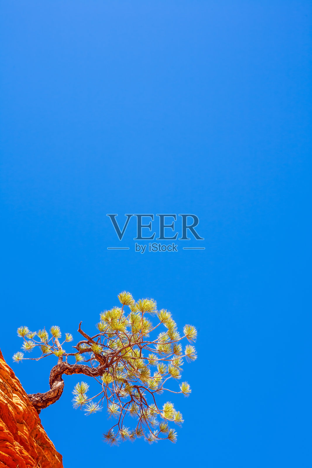 悬崖上的“牛肉干树”照片摄影图片