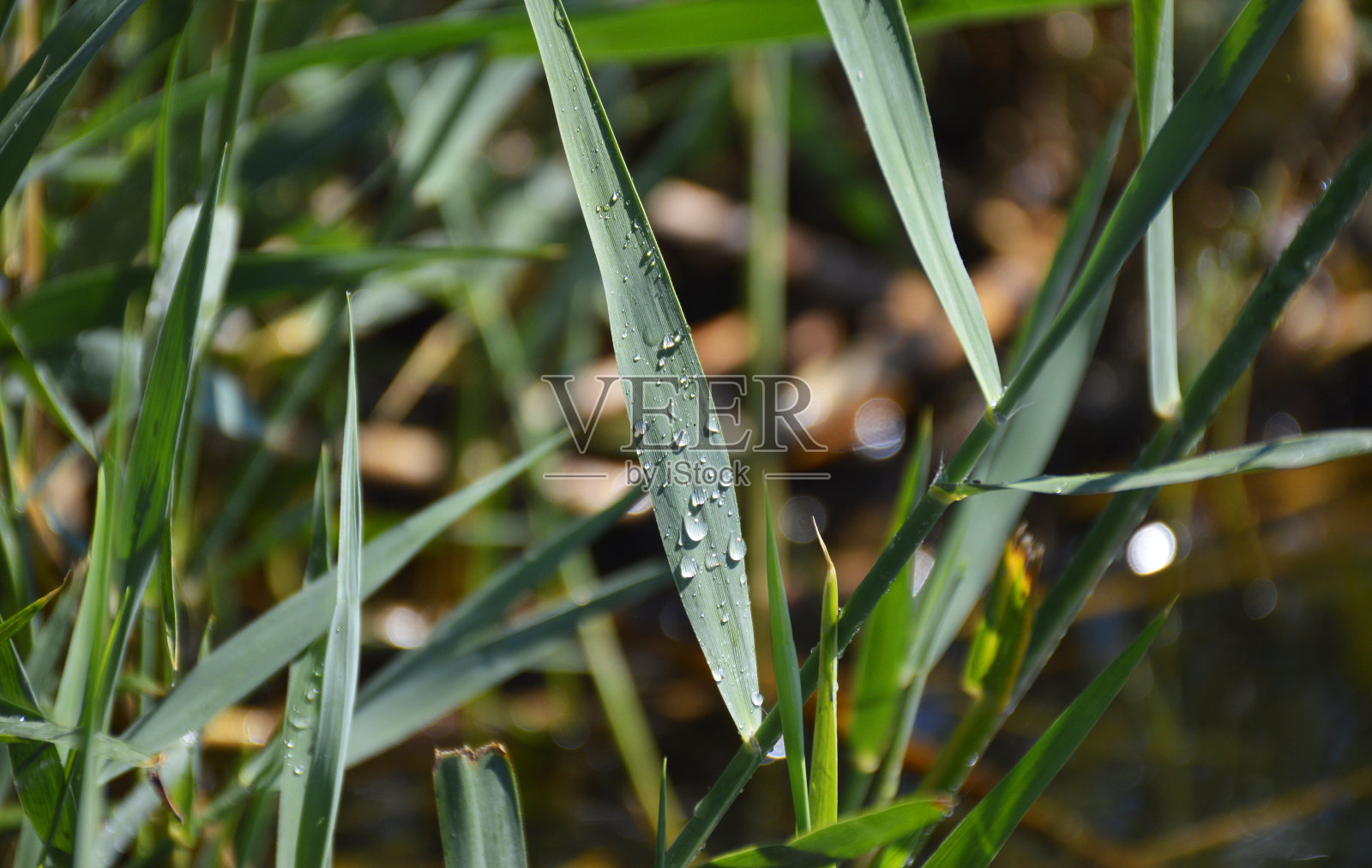 芦叶上的露珠照片摄影图片