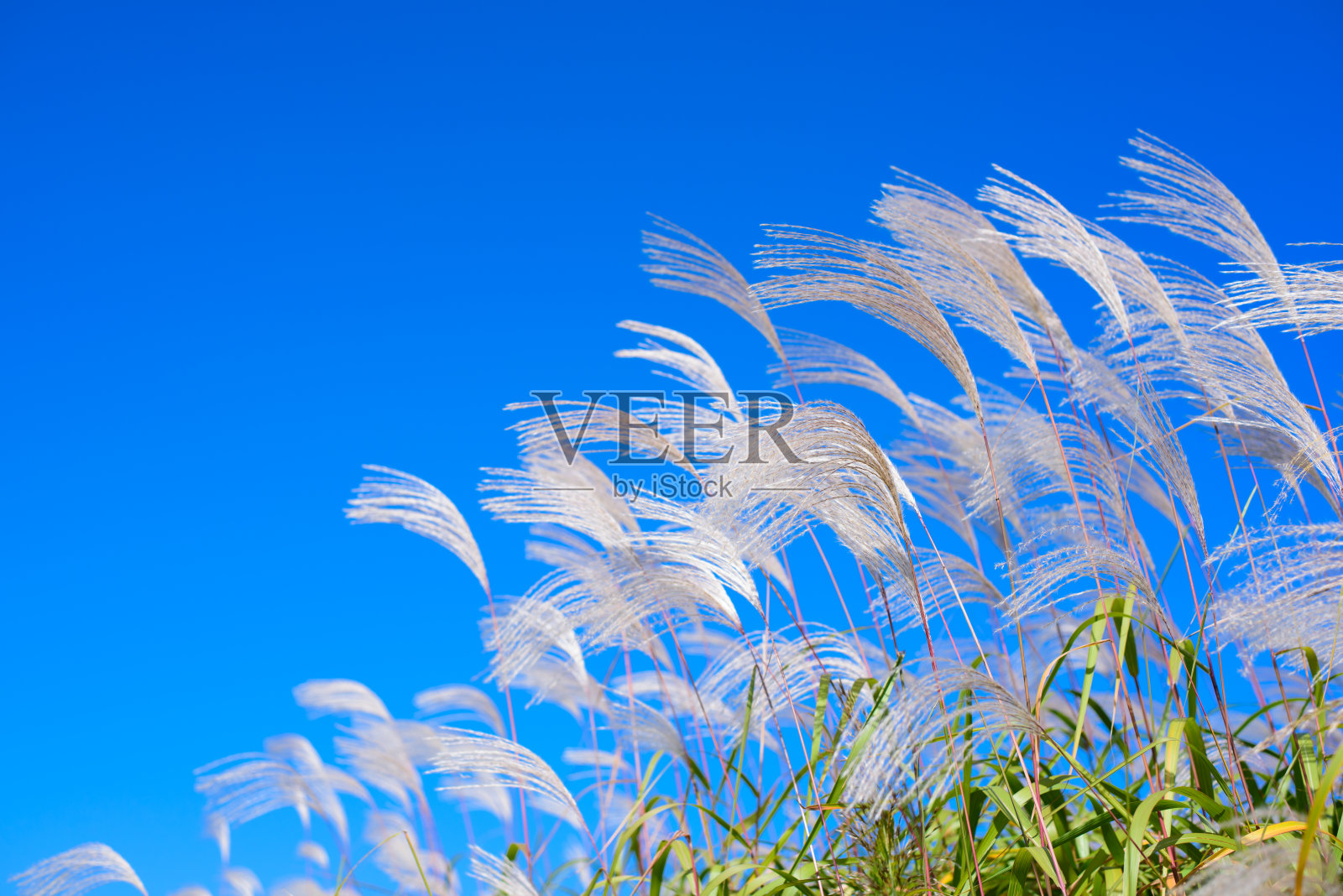 干草照片摄影图片