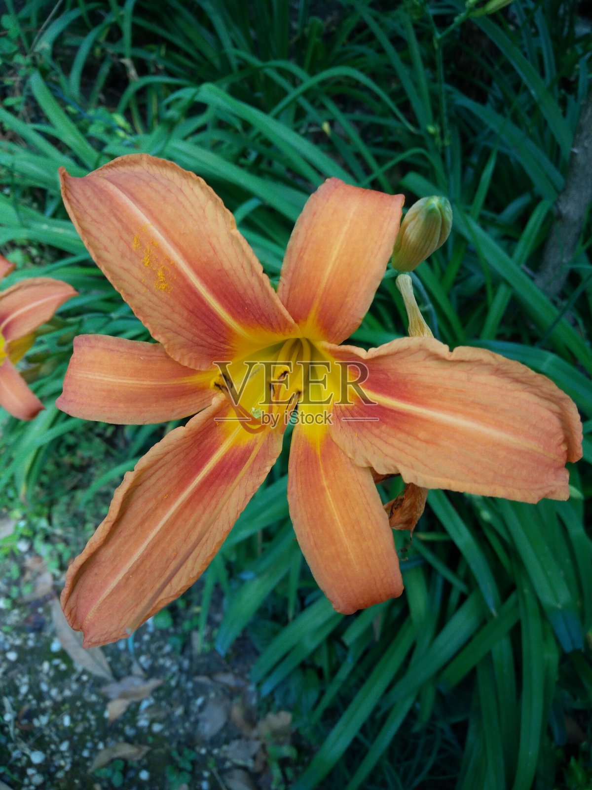这是一张春天花园里的彩色小黄花菜的特写照片照片摄影图片