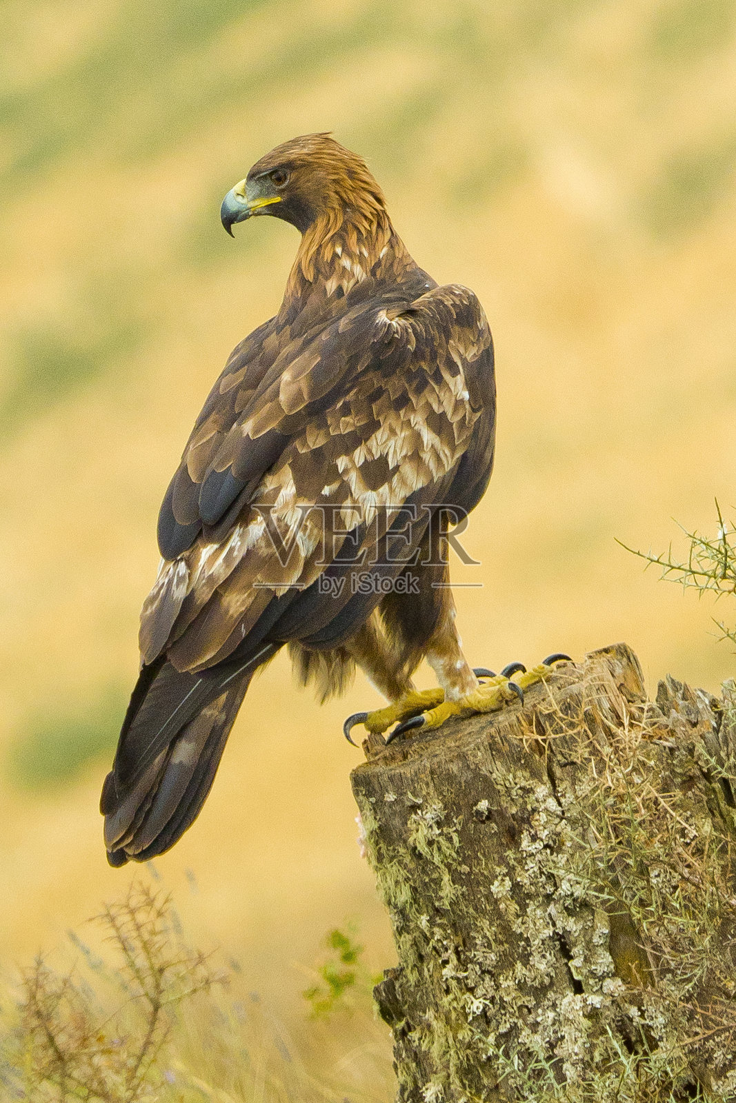 金鹰，西班牙森林，西班牙照片摄影图片