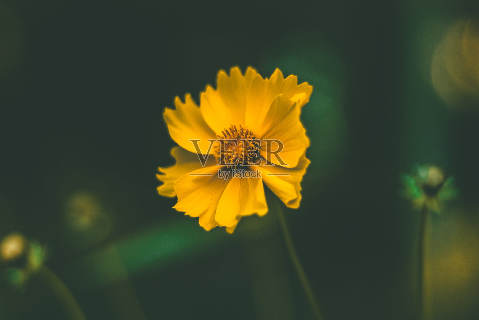 春天的黄花覆盖了绿色的花园照片摄影图片