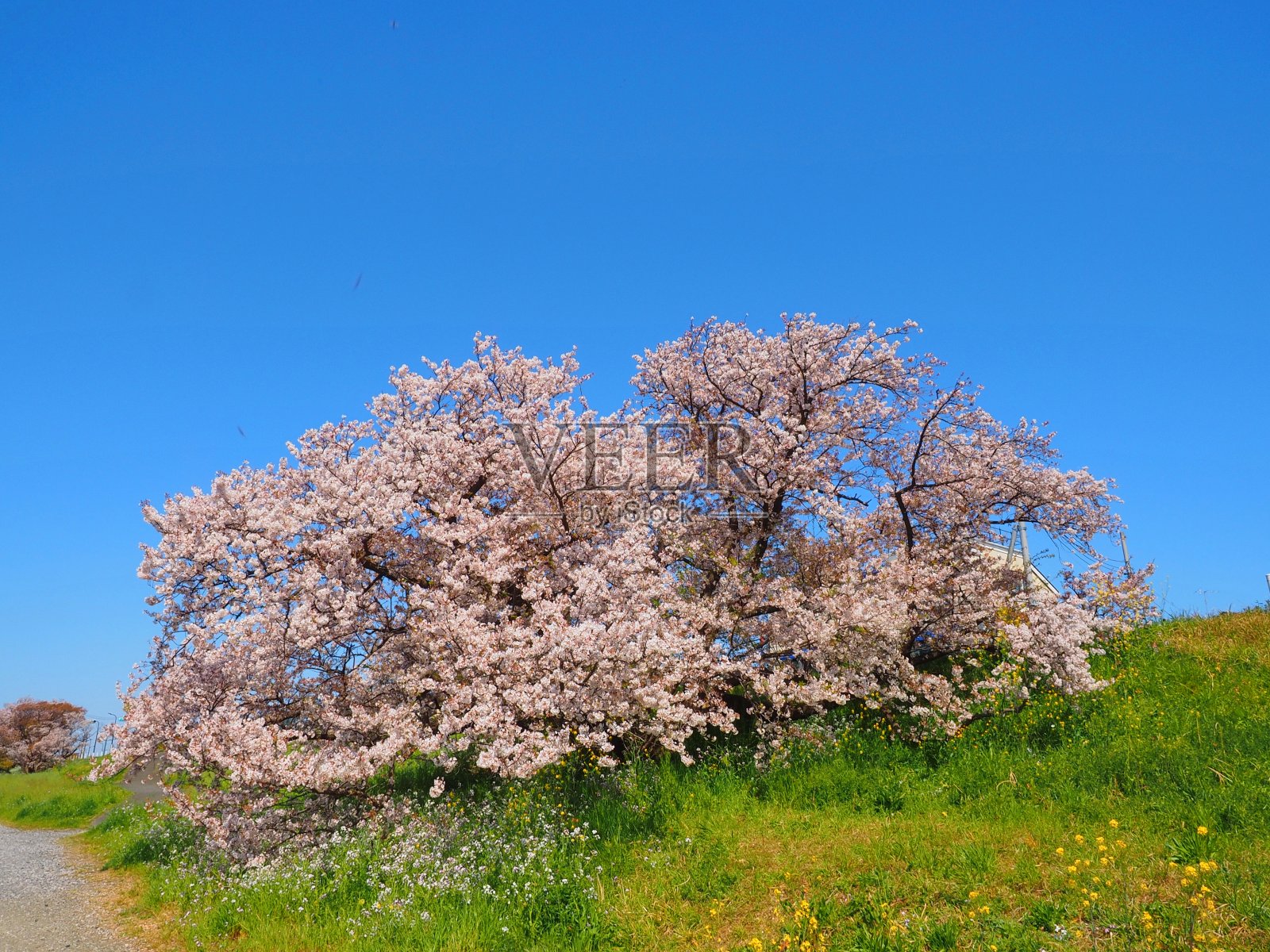 樱花樱花在清澈的天空下在多摩川河岸照片摄影图片