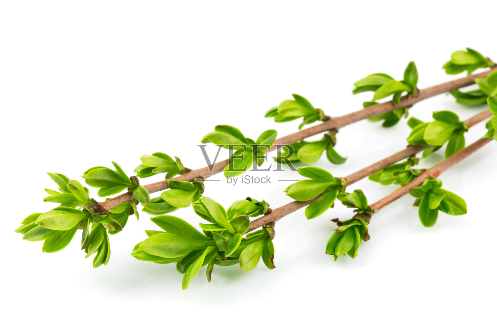 春天树枝照片摄影图片