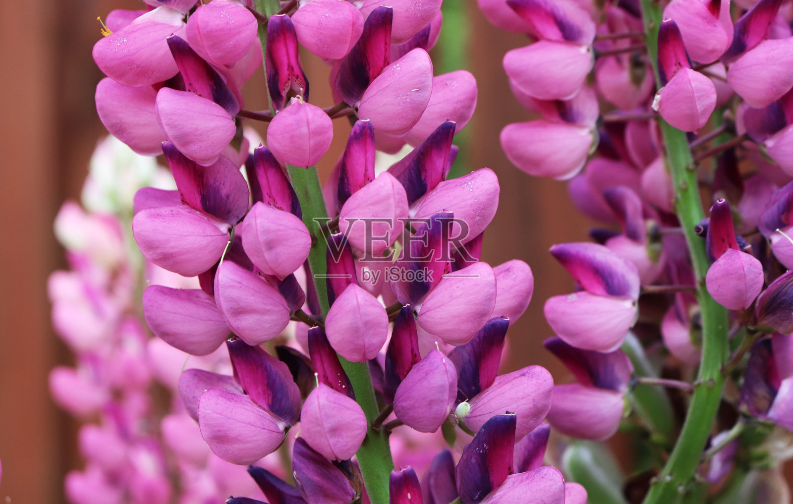 村子里有罗苹花照片摄影图片