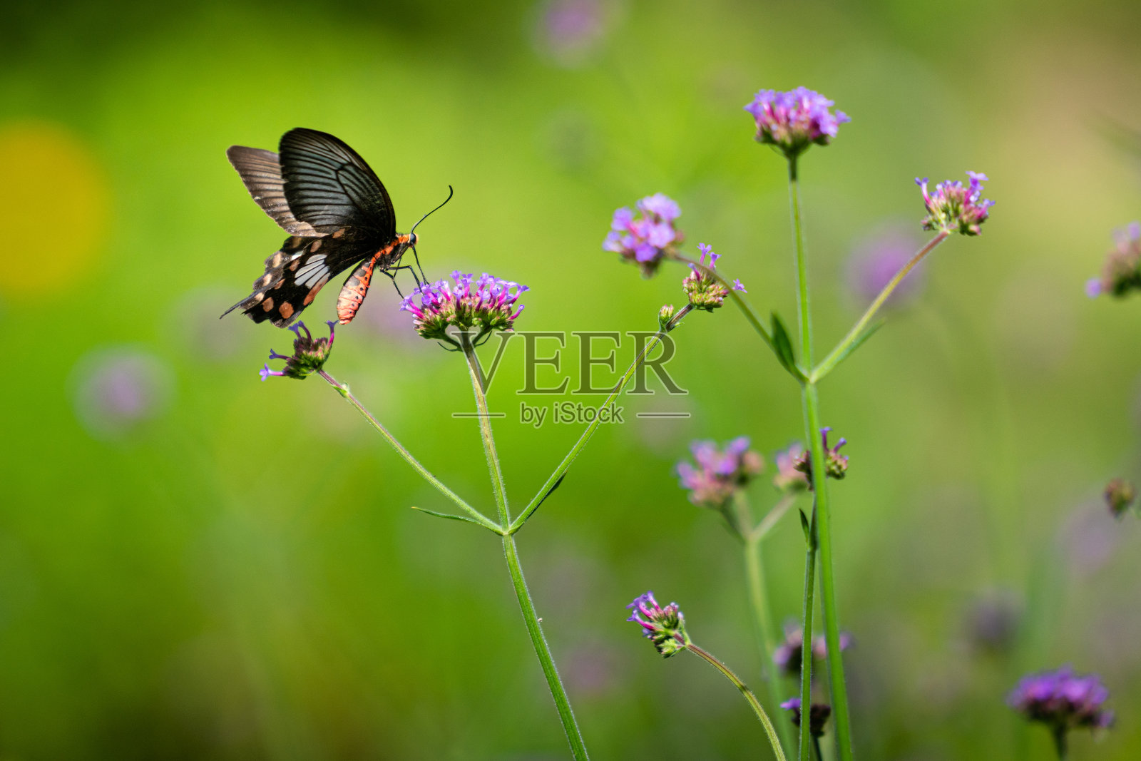一只蝴蝶在五颜六色的花头上。照片摄影图片