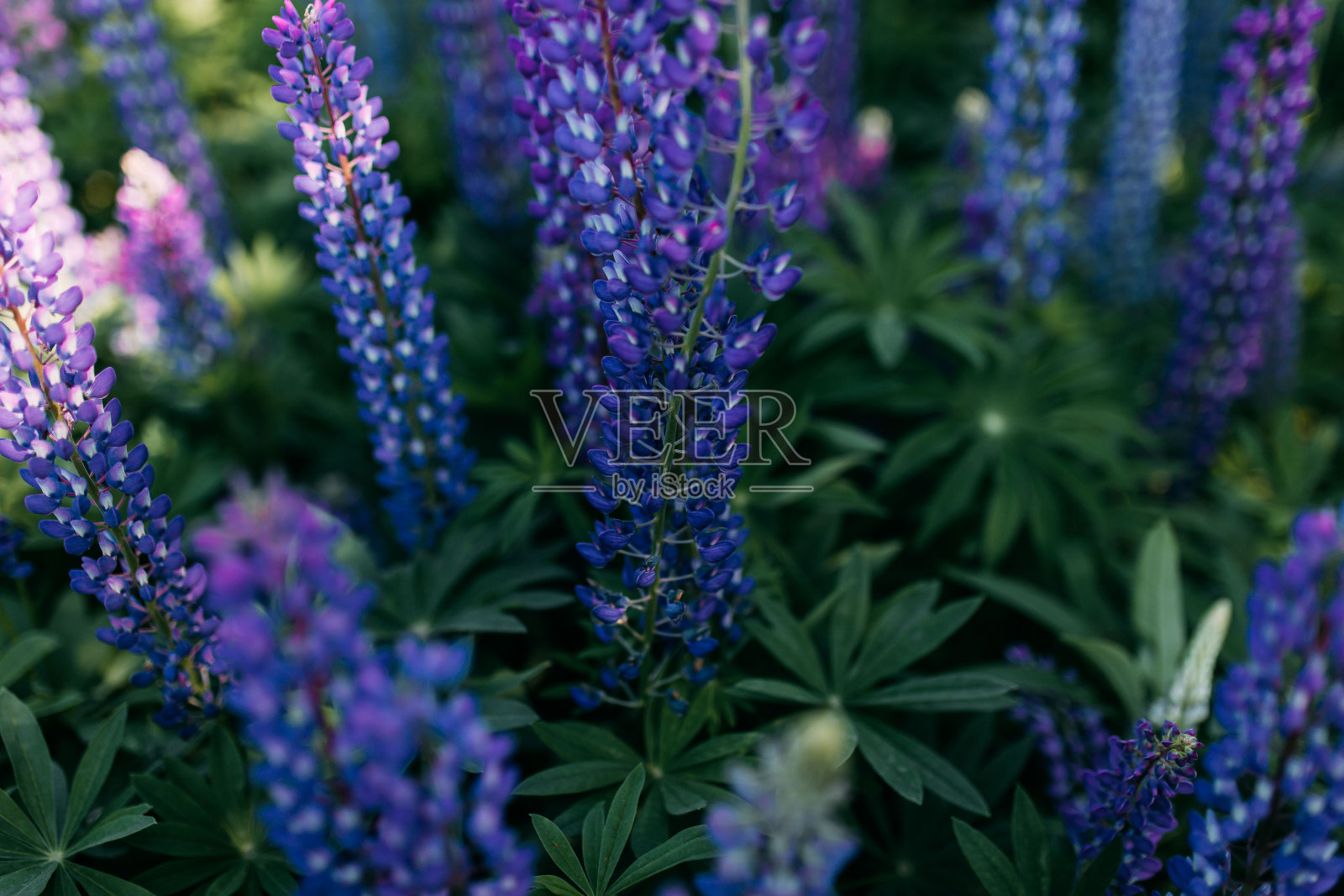 紫色卢平。一片蓝色的花。许多卢平。照片摄影图片