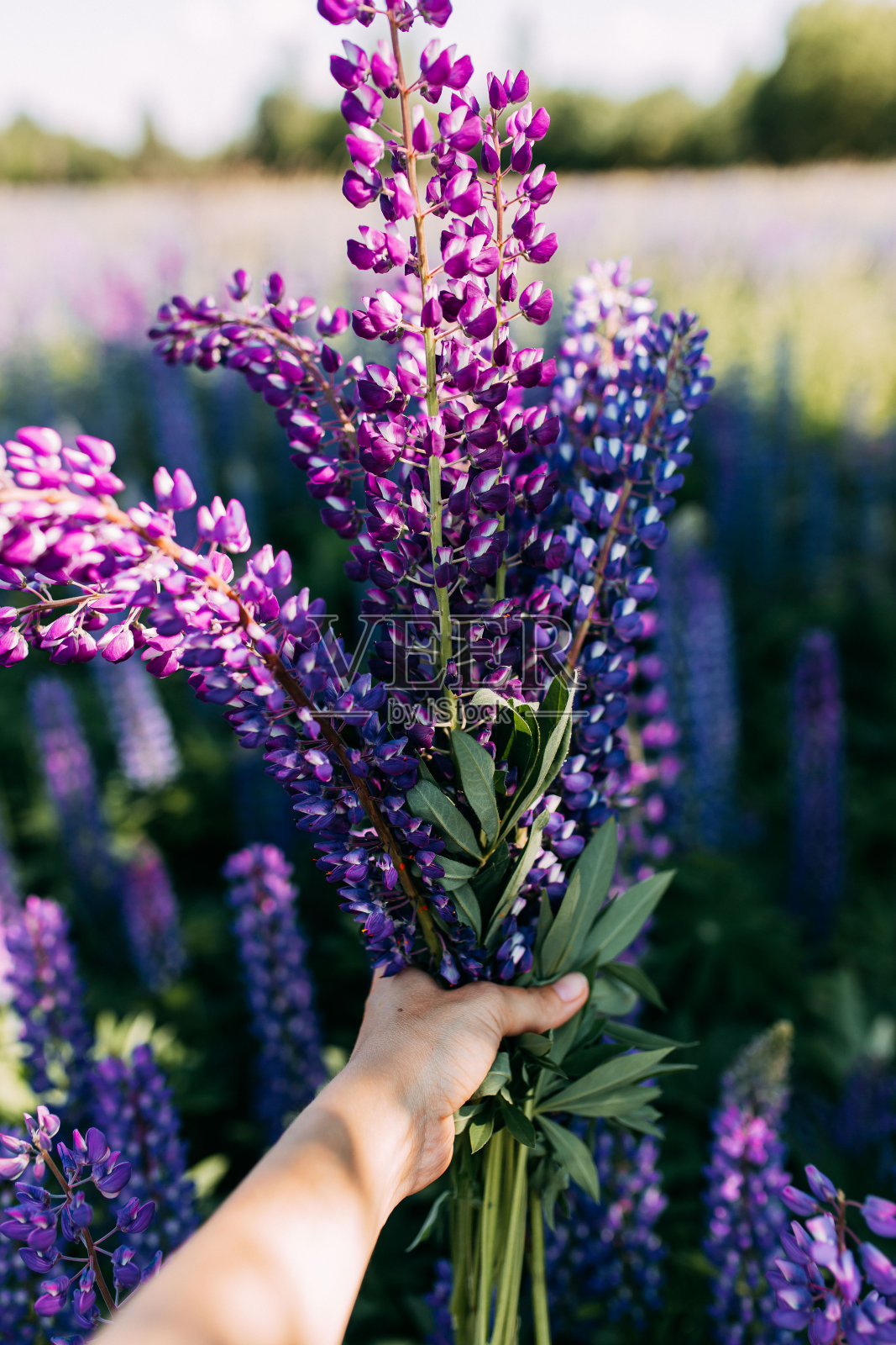 手捧一束紫色羽扇豆花。一片蓝色的花。许多卢平。女人花。照片摄影图片