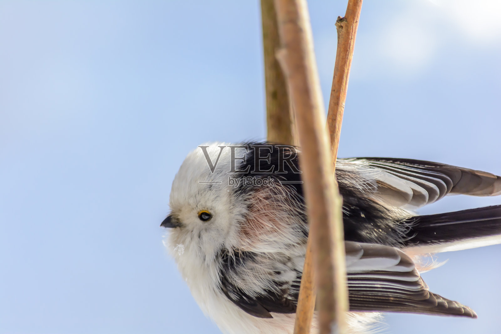 森林里的鸟冬天住在喂食器附近照片摄影图片