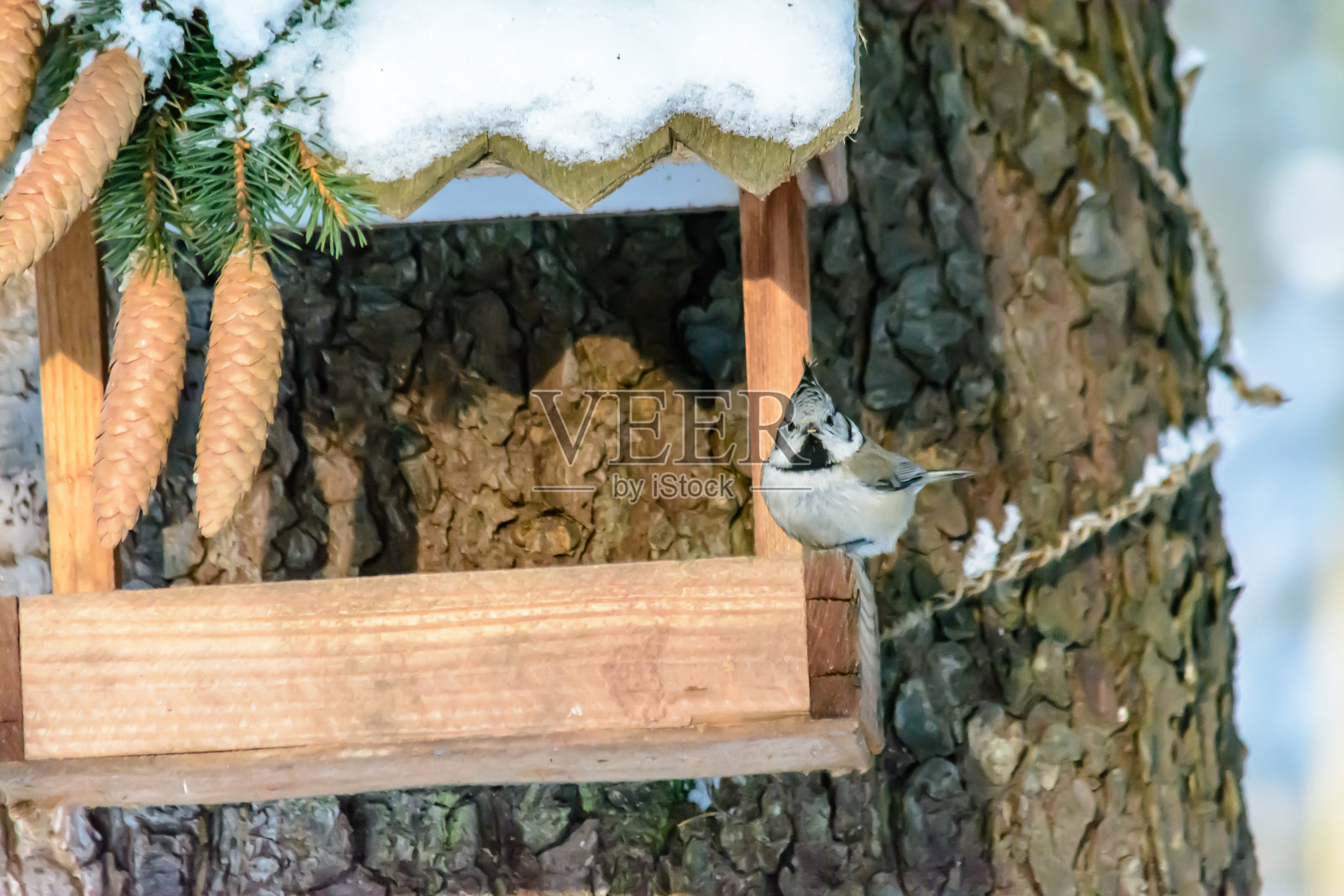 冬天，森林鸟类住在喂食器附近照片摄影图片