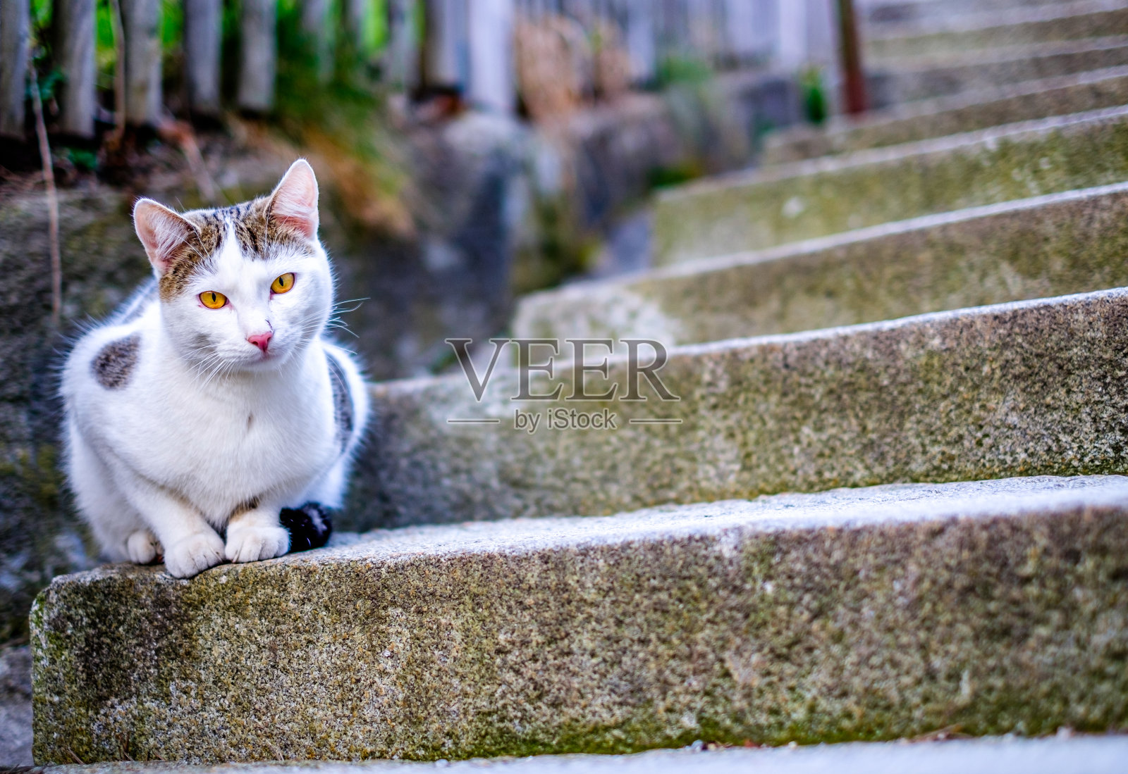 街上的一只好猫照片摄影图片