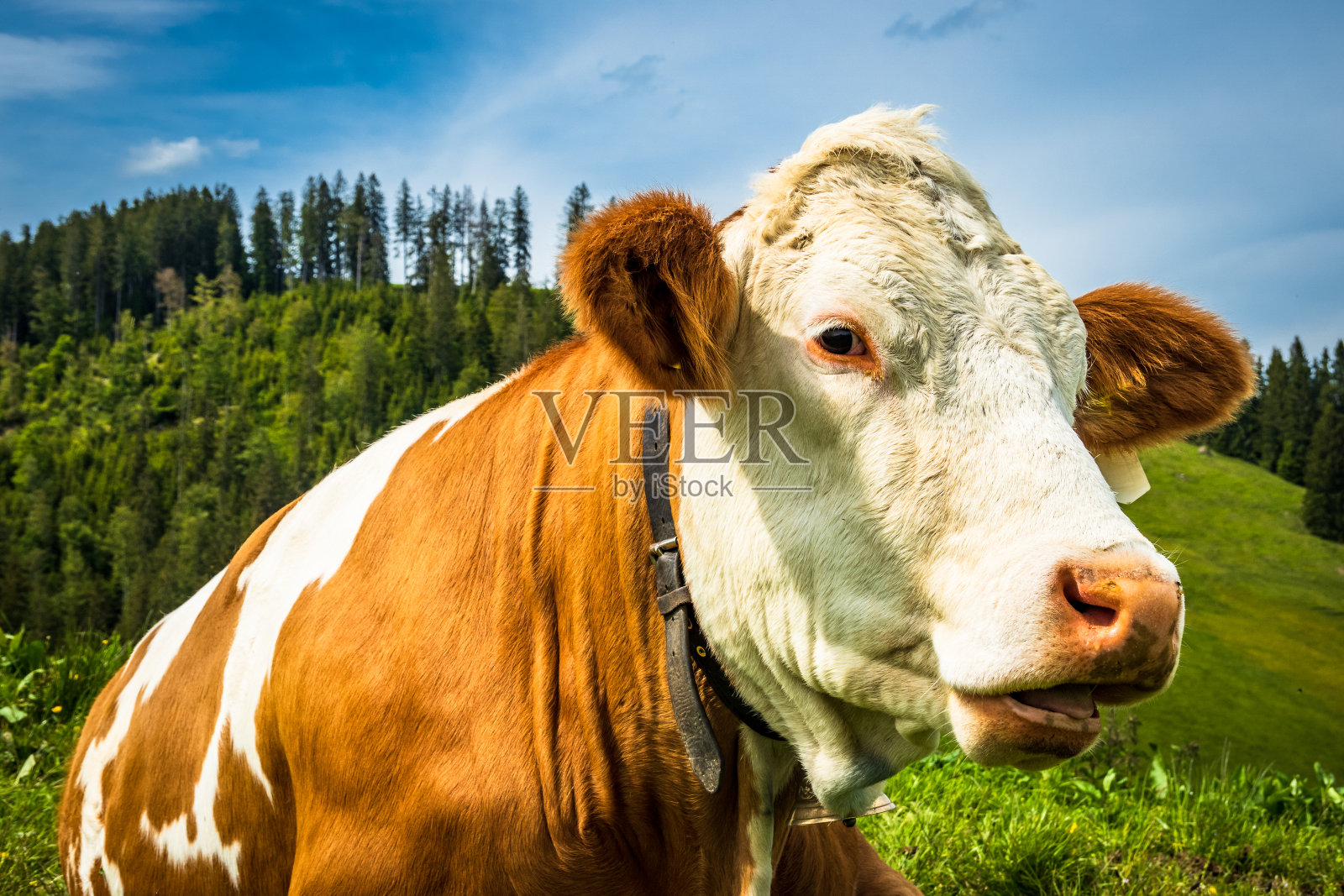 好牛照片摄影图片