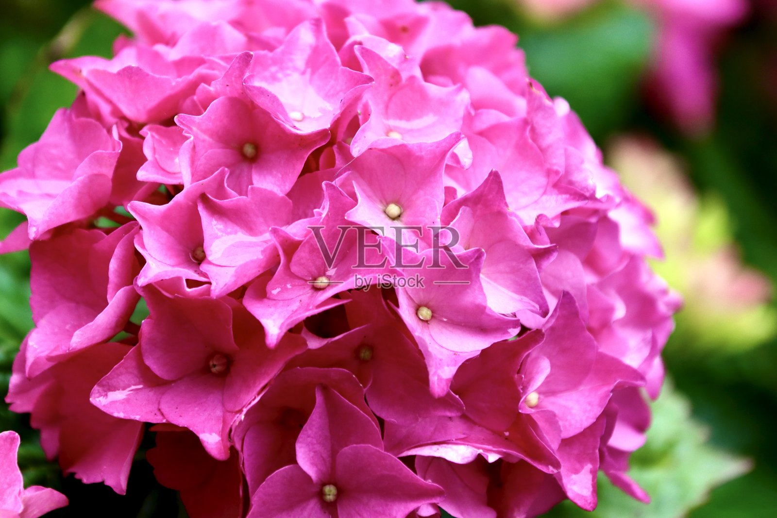 七彩绣球花近了照片摄影图片