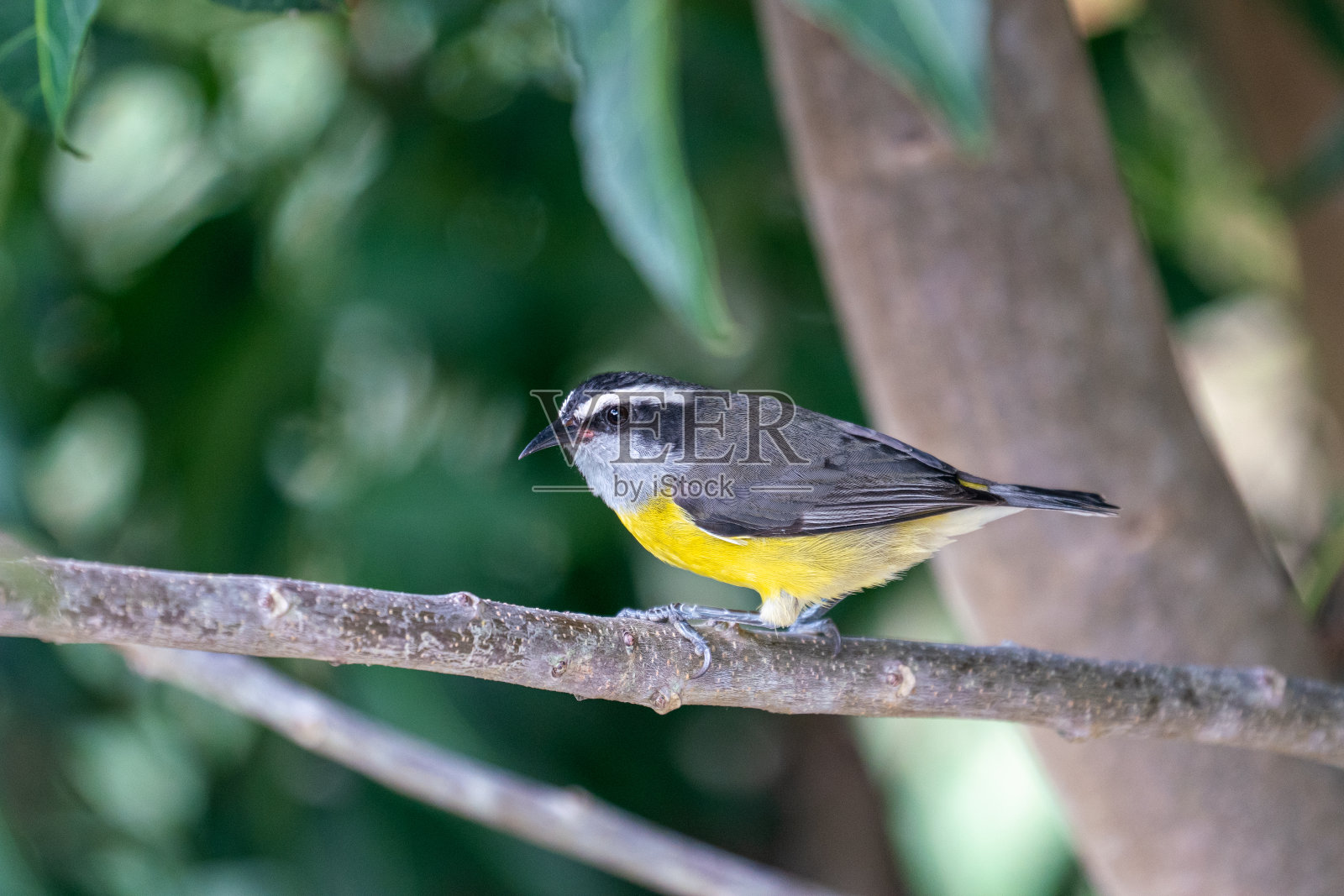 黄香蕉-黄色和黑色的鸟照片摄影图片