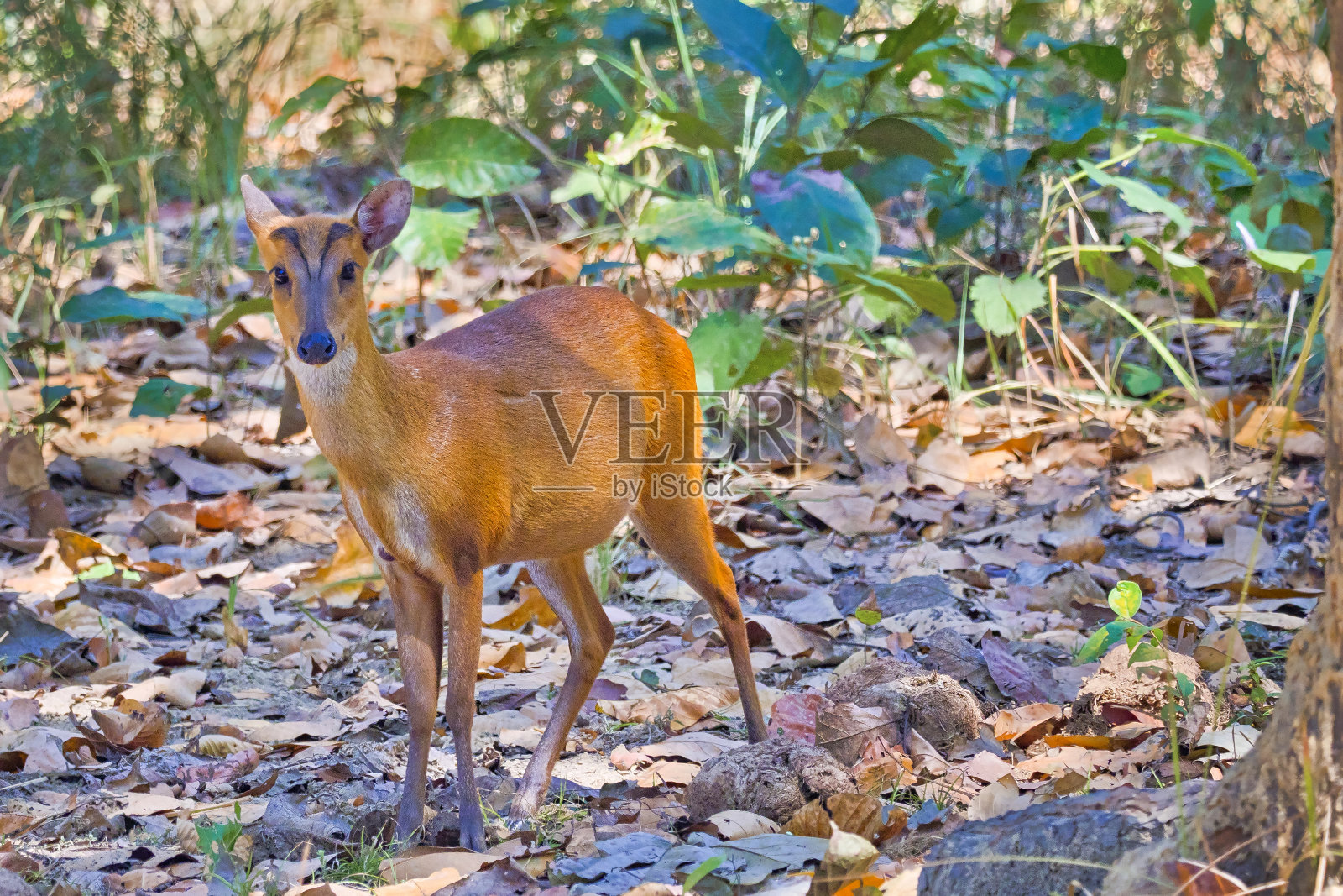 吠鹿，芒杰克，皇家Bardia国家公园，尼泊尔照片摄影图片