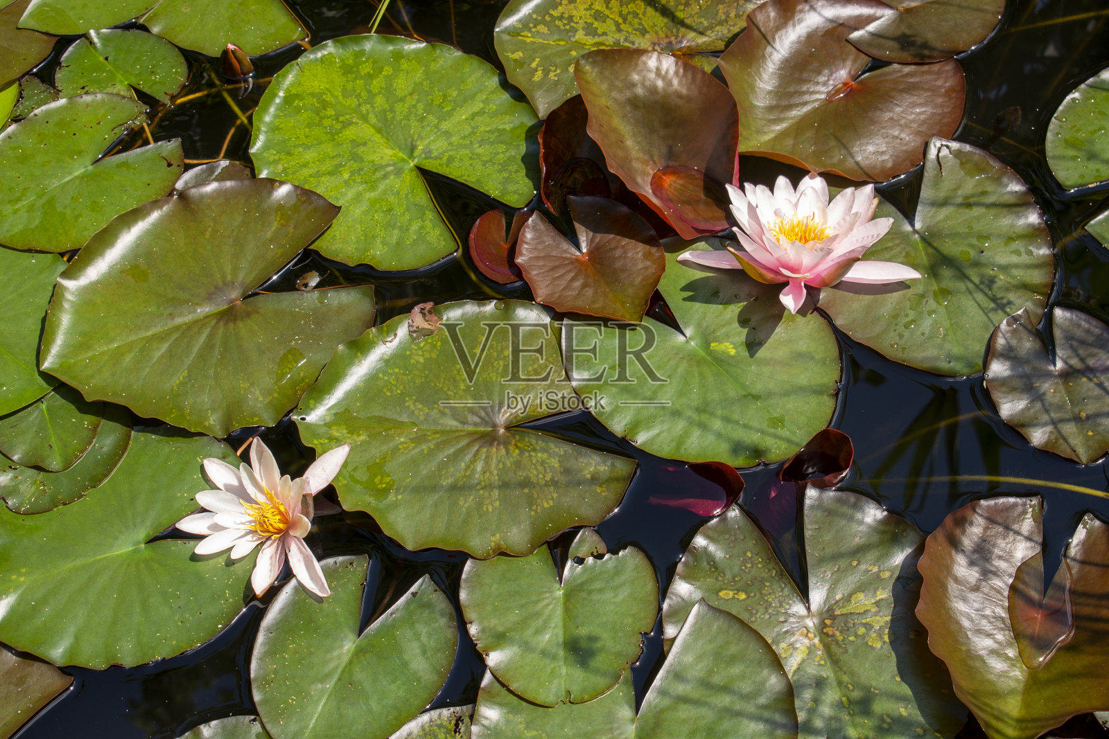 湖上有睡莲的花和叶子照片摄影图片