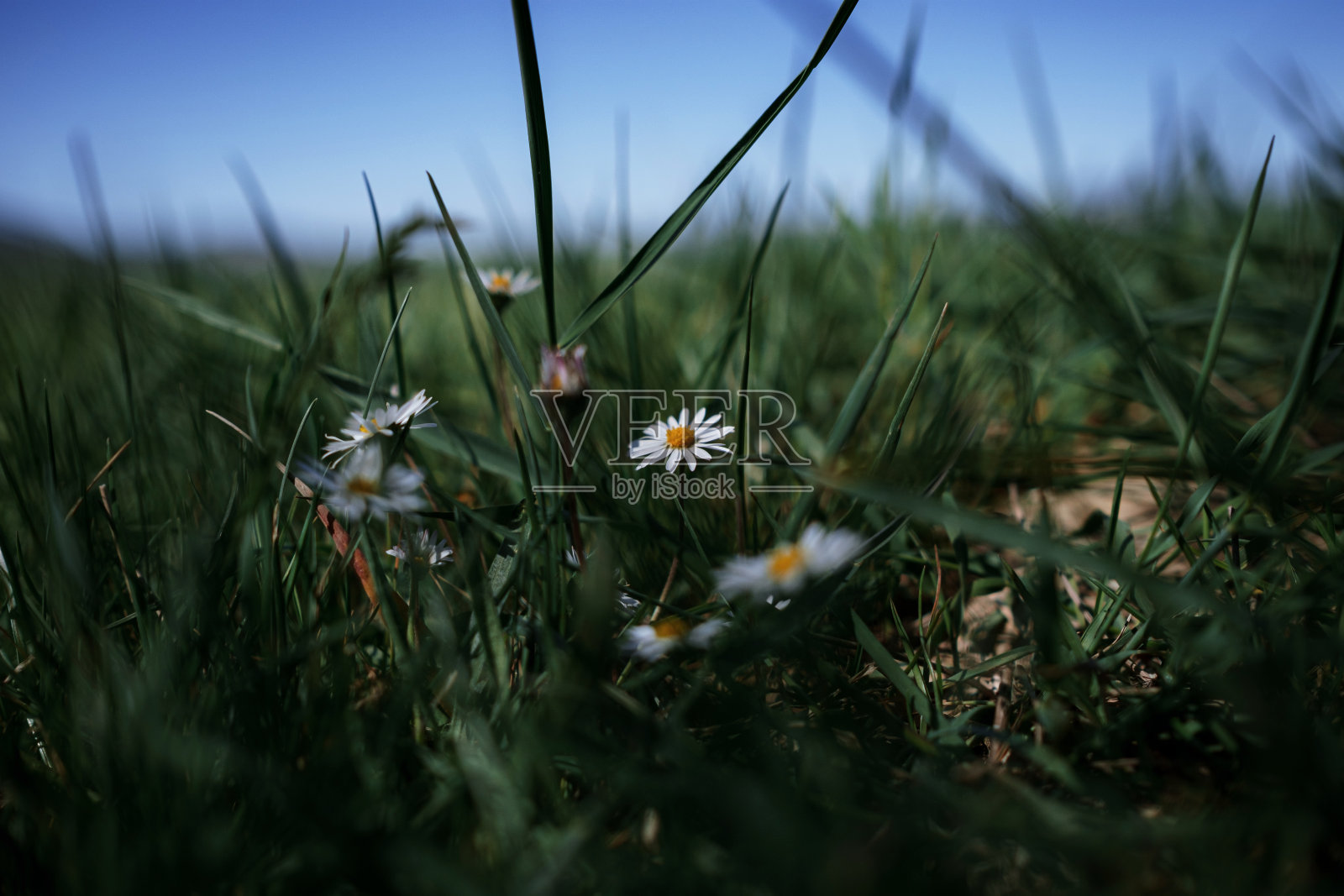 白色的小雏菊花盛开在夏日的草地上。照片摄影图片