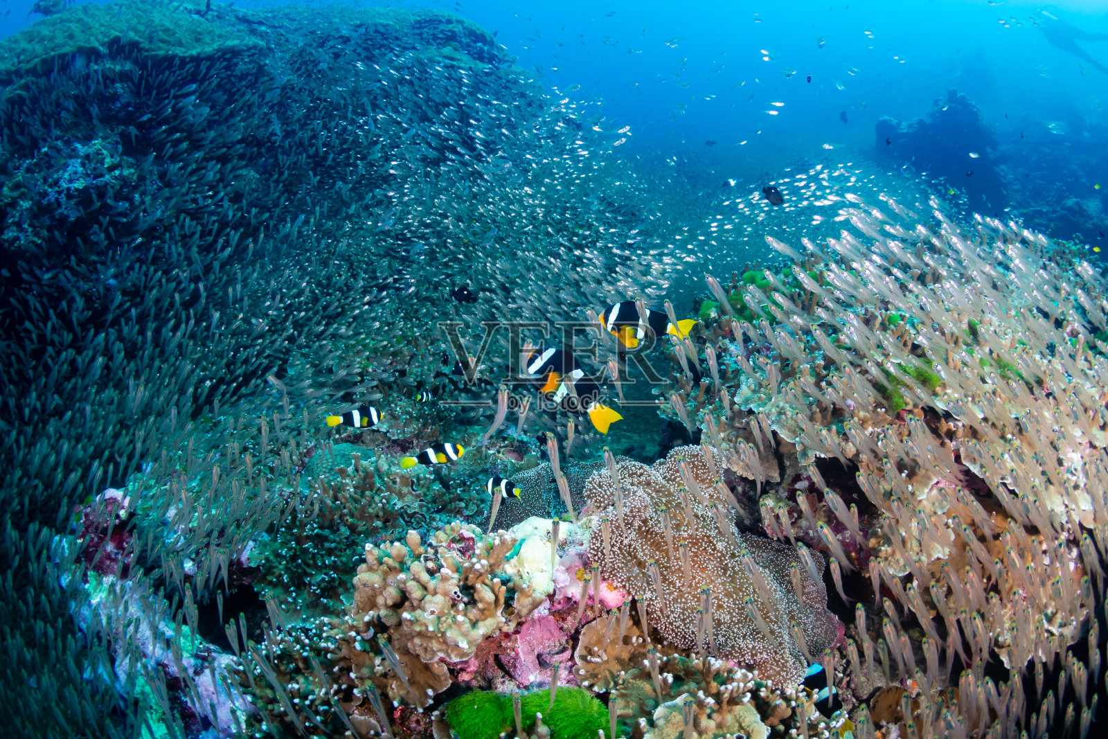 一群可爱的小丑鱼(克拉克海葵鱼)被热带鱼包围着，生活在健康多彩的珊瑚礁上照片摄影图片