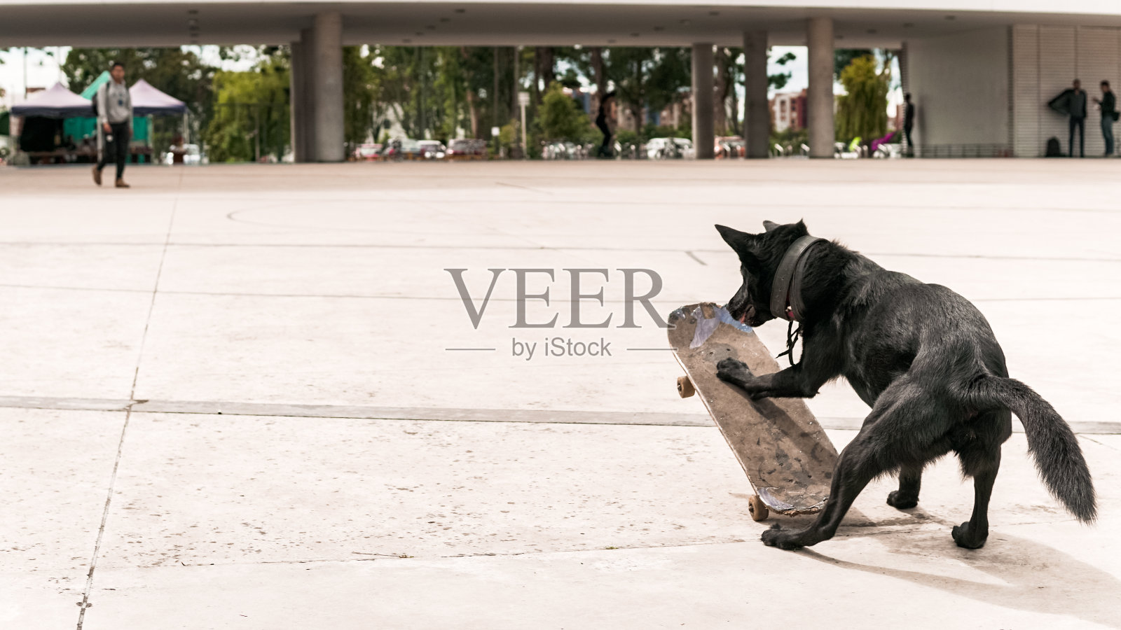 有趣的黑狗骑滑板与伟大的能力和专业知识。这只动物正在玩和做旧玩具的把戏，有很多乐趣，而滑板。照片摄影图片