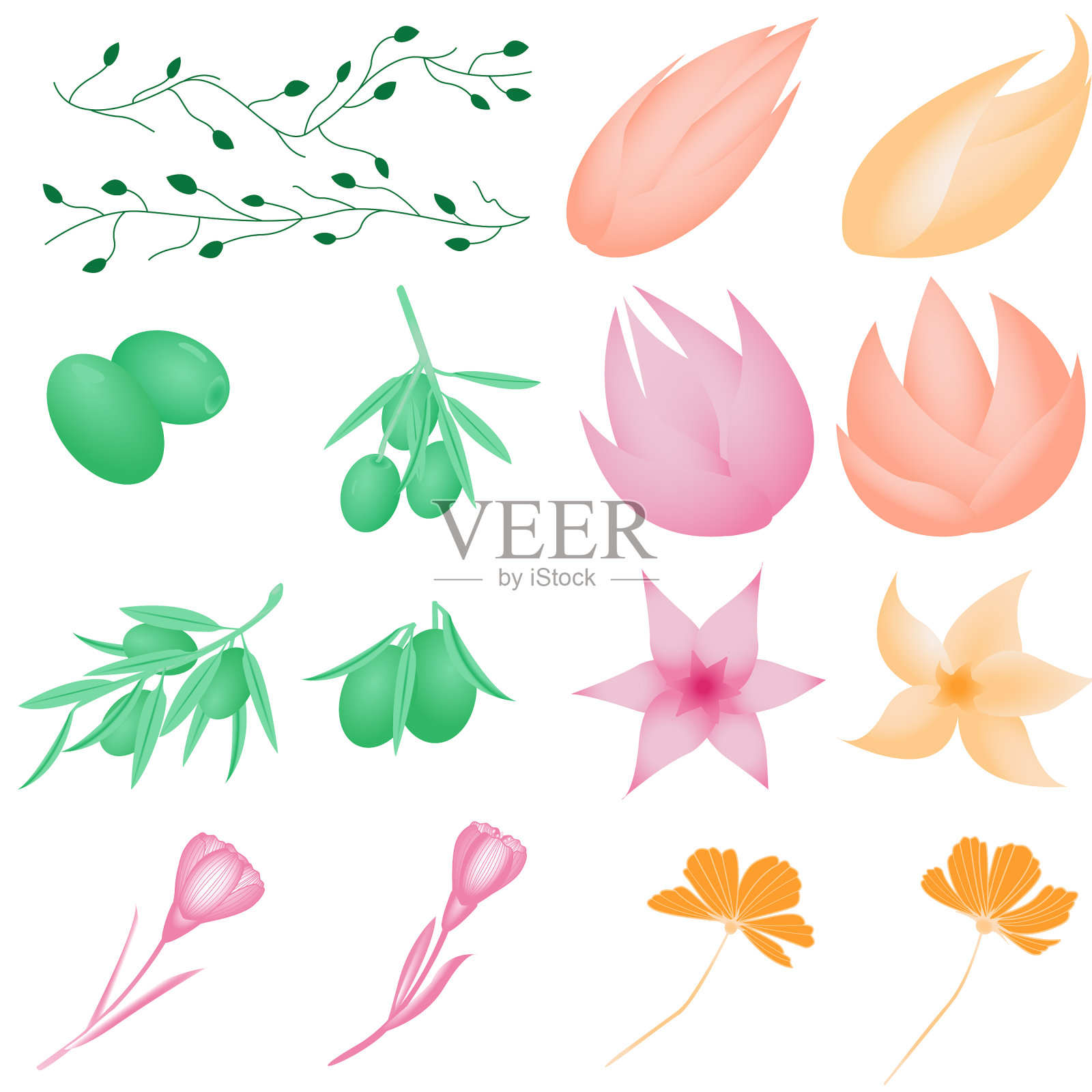 向量图像的花，橄榄和树枝。插画图片素材