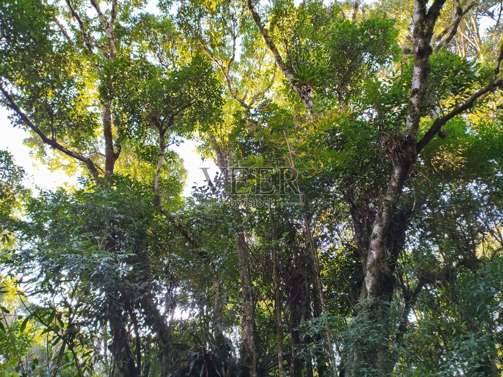 景观树照片摄影图片