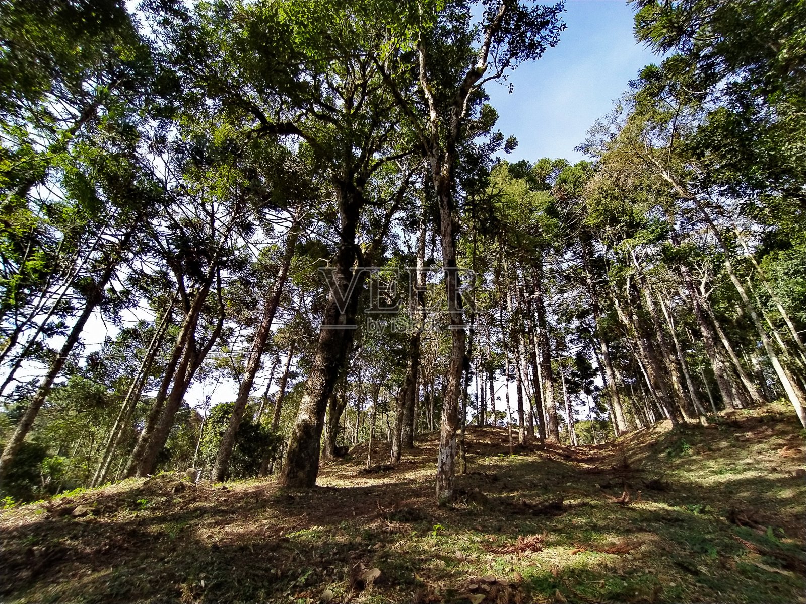 景观树照片摄影图片