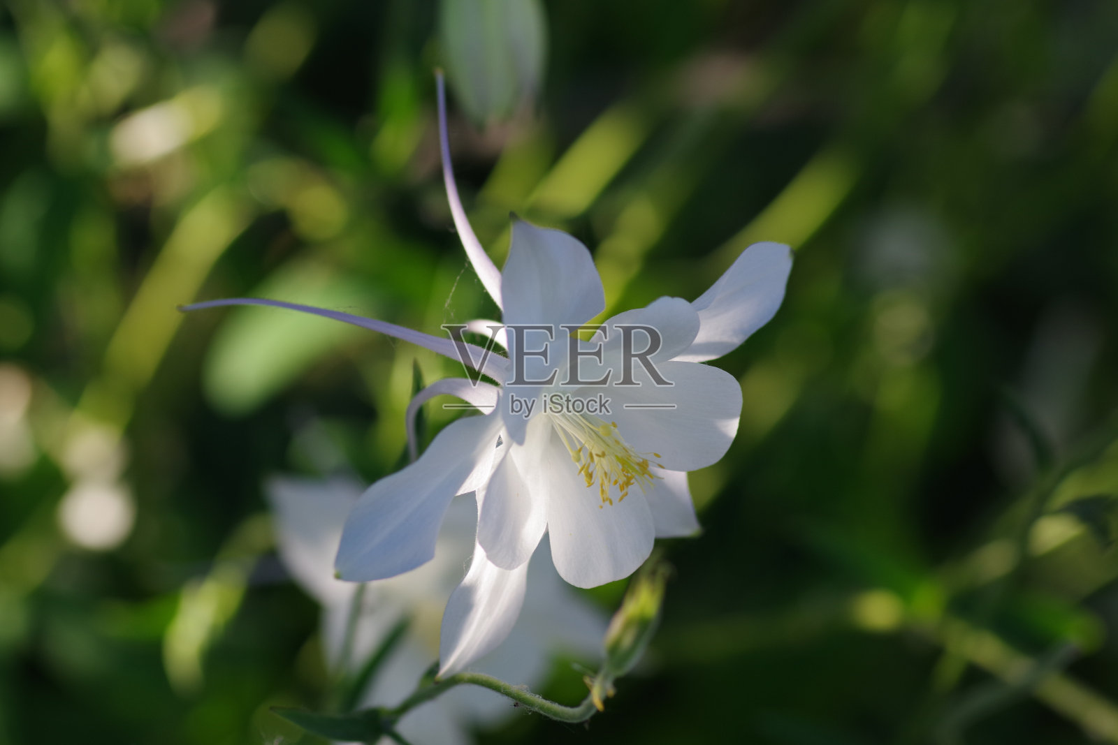 纯白色Akelei照片摄影图片