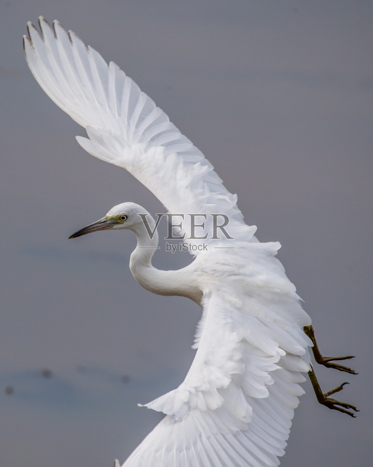 幼年的小蓝鹭正在寻找食物并在飞行中照片摄影图片