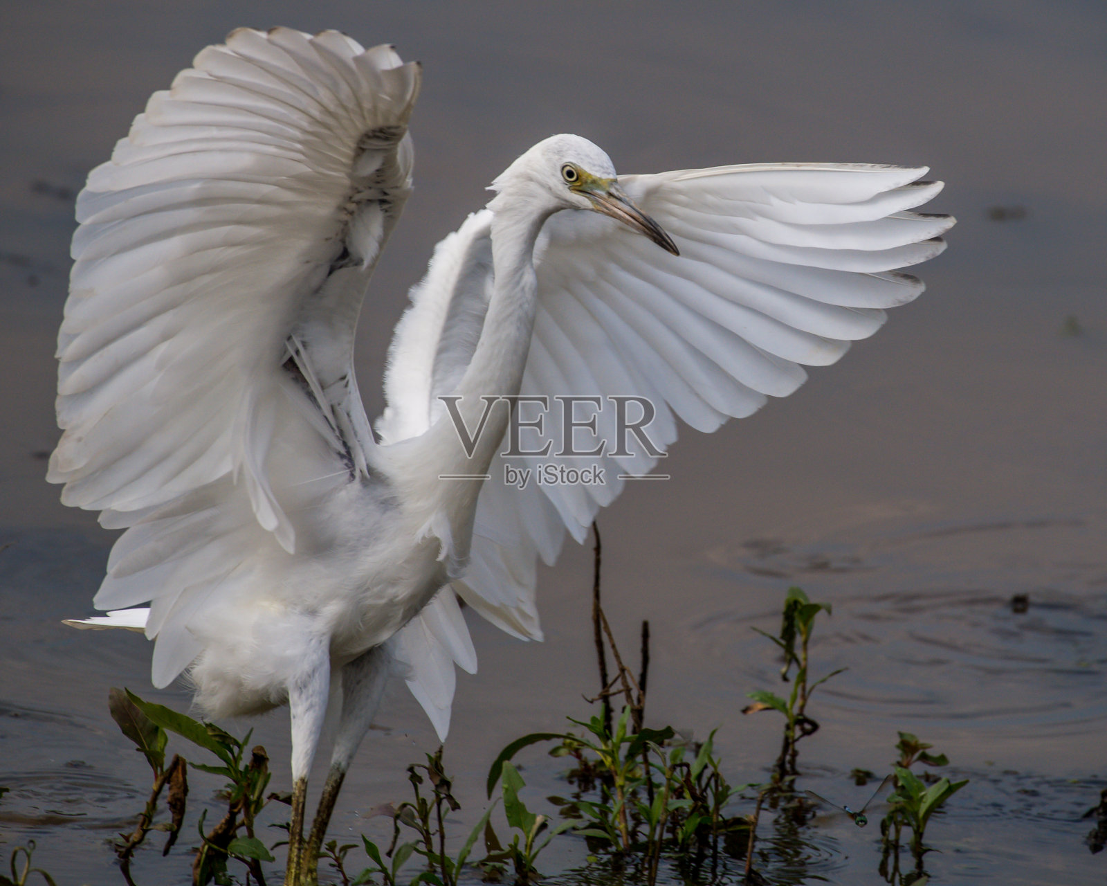 幼年的小蓝鹭正在寻找食物并在飞行中照片摄影图片