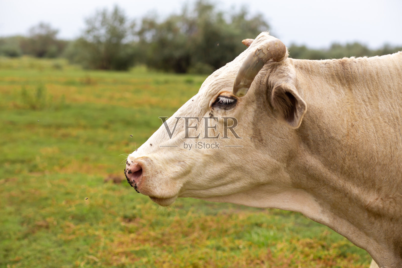 乡下的牛在绿色草地上吃草。农村生活。动物。农业大国照片摄影图片