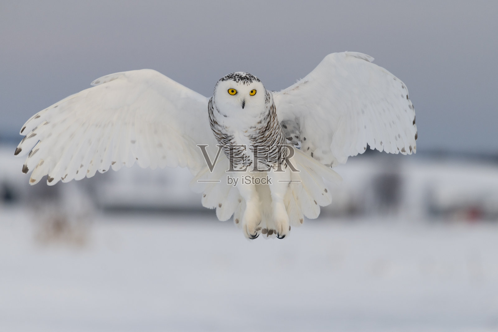 雪鸮盘旋，鸟飞翔照片摄影图片